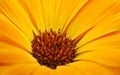 Macro picture of a orange gerbera blossom Royalty Free Stock Photo